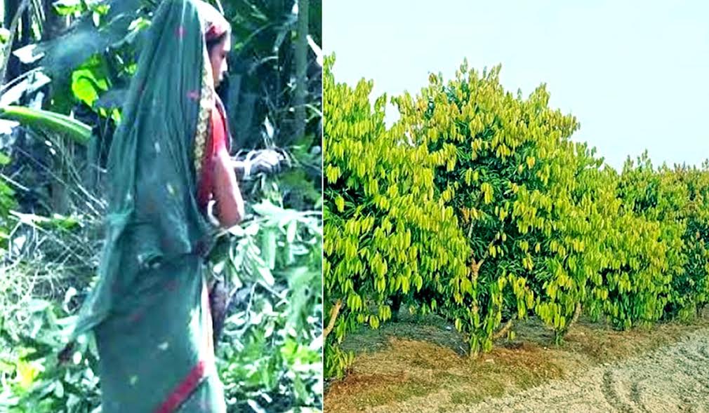 Bay leaf cultivation changing farmers' fortune in Rangpur villages