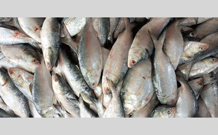 22-day ban on Hilsa fishing from tomorrow in Bhola sanctuary