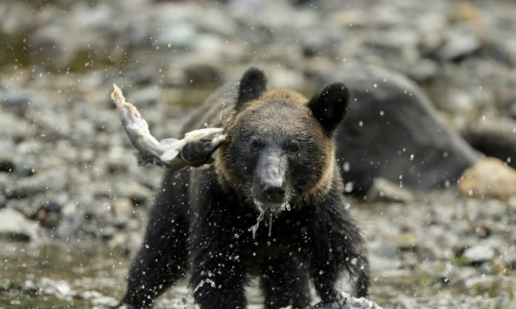 One dead, one missing in Japan after bear attack