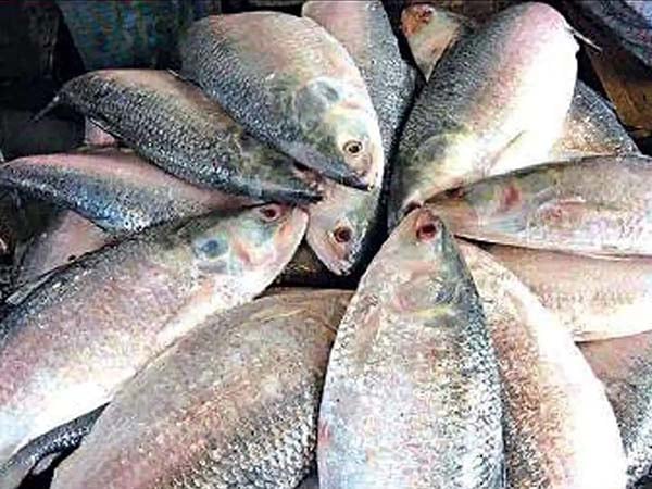 22-day hilsa fishing ban begins in Bagerhat