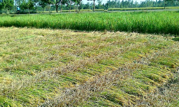Rangpur farmers begin harvesting short-duration Aman rice