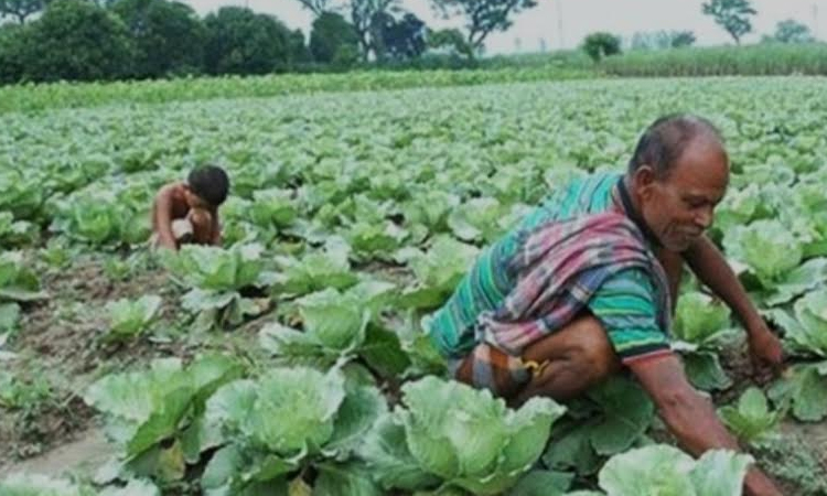 Bumper winter vegetable yield brings cheer to Khulna farmers