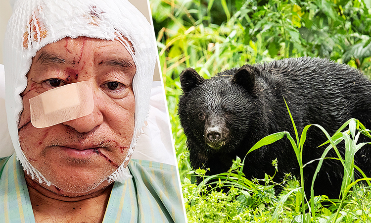Tourist in Japan injured in latest bear attack