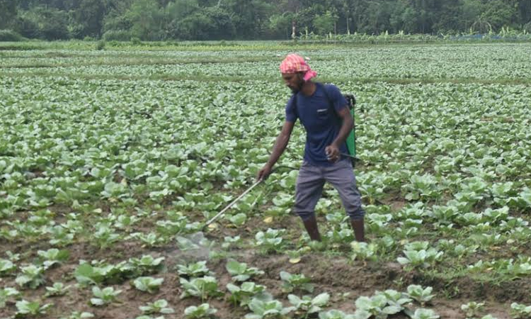 Early winter vegetables bring profit, smiles to Rajshahi farmers