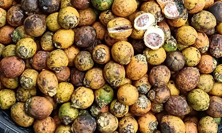 Lakshmipur farmers eye betel nut as lucrative cash crop