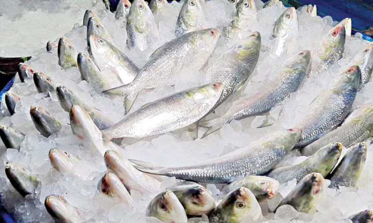 Brood Hilsha under drone surveillance for safe spawning 