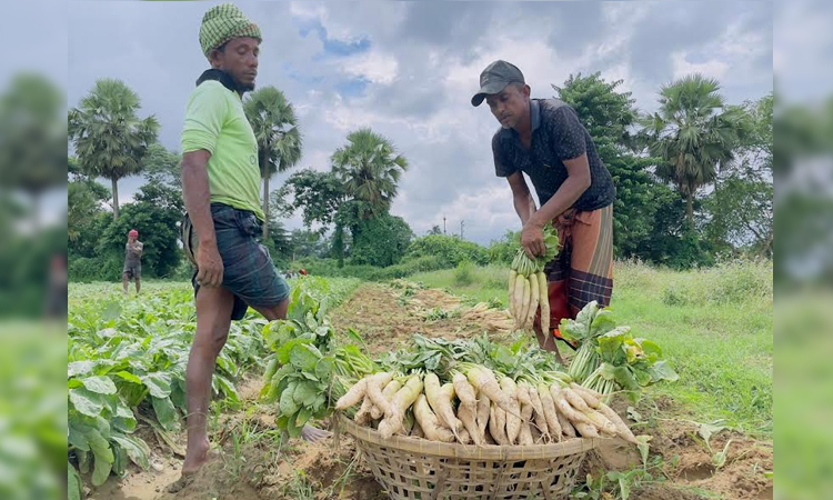 Bhantir Char's white radish brings early winter smiles to farmers