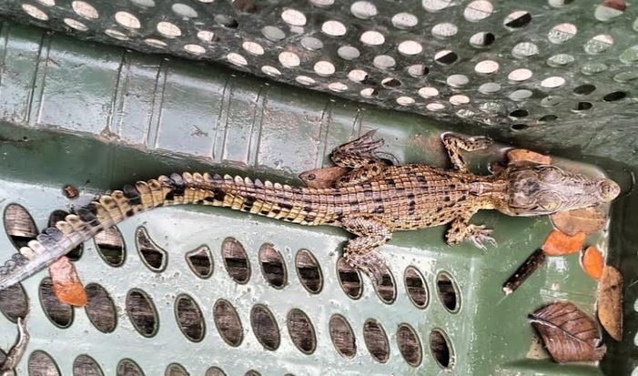 Baby Crocodile caught in fishing net released into Sundarbans