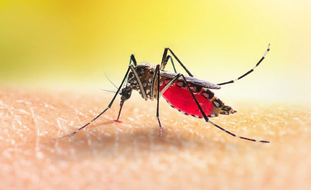 4 dengue patients die, 781 hospitalized in 24 hrs 