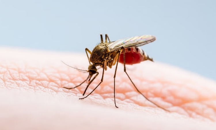 Heavy rainfall intensifies dengue outbreak