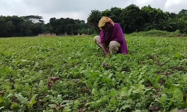 Madaripur chars turn green with winter vegetable farming