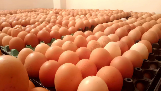 Regular egg intake crucial for maintaining sound health: experts
