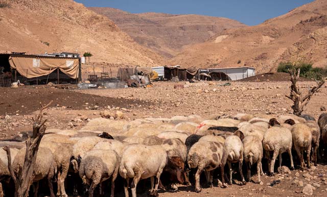 Israeli settlements close in on West Bank herding community