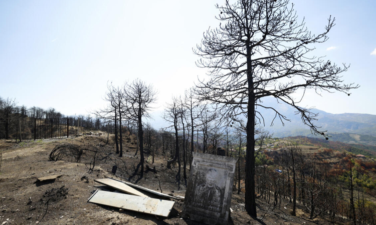 Questions loom over Albania's forests after devastating fires