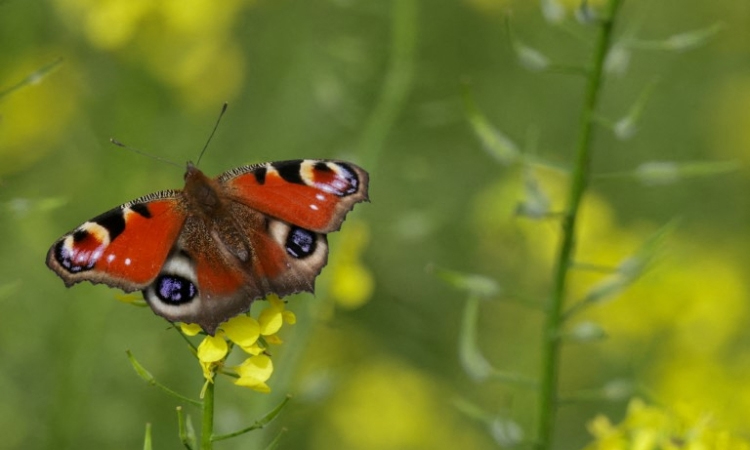 Survival of Europe's bees and butterflies at risk: IUCN