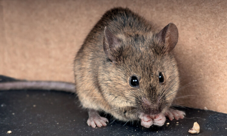 Covid virus changes sperm in mice, may raise anxiety in offspring: study