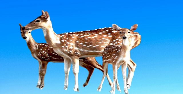 Master plan formulated to boost foreign tourism in Sundarbans
