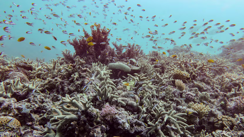 World's coral reefs crossing survival limit: global experts