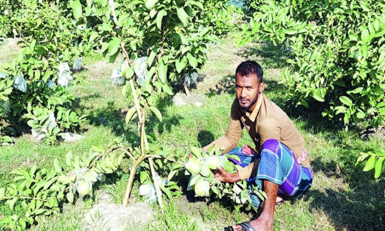 Guava farming brings success for Emon in Khulna