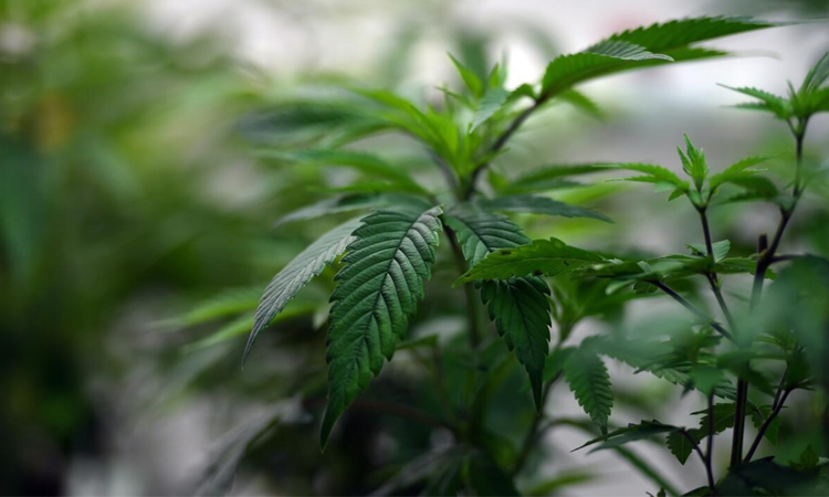 Australia doctors warn of 'excessive' medical weed prescriptions