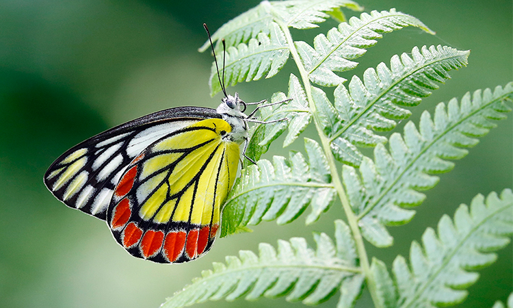 Deforestation and urban growth endanger butterfly population at JU