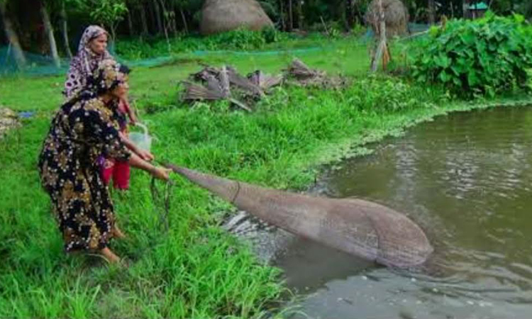 Fish farming paves way to self-reliance, ensuring women's empowerment in Khulna