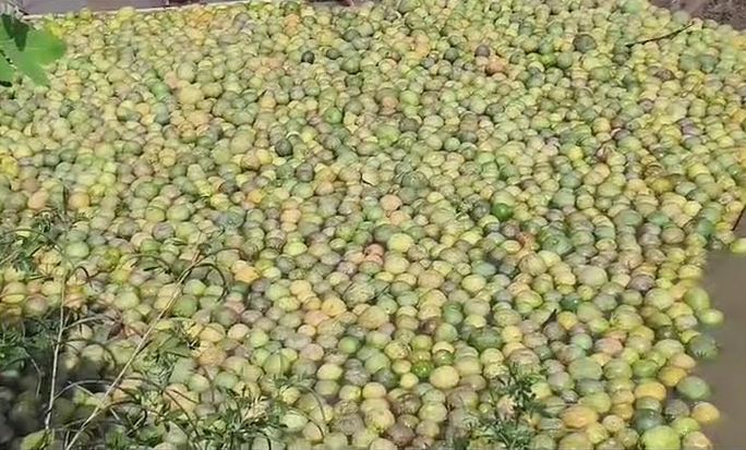 Farmers reduce costs by using river currents for jambura transport  