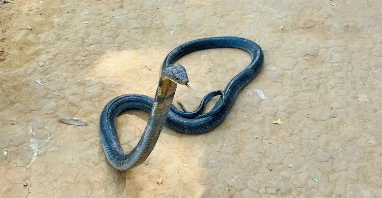 King Cobra's treatment underway after rescuing from Ctg hunter 