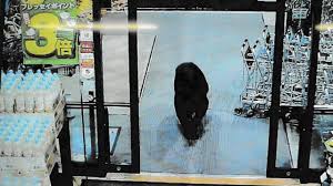 Fatal bear attacks hit new record in Japan