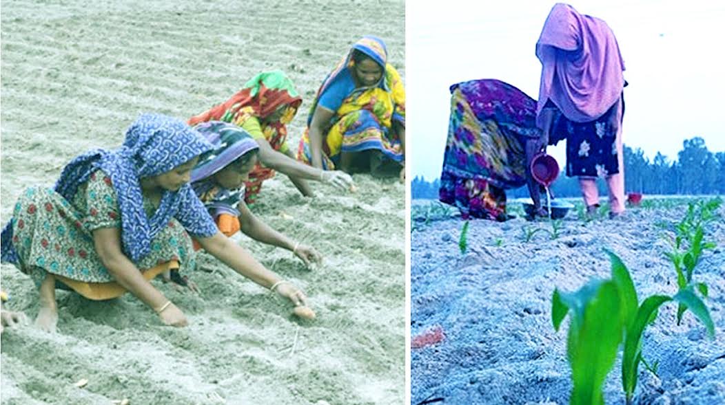 Riverine people begin crop cultivation on char land in Rangpur region
