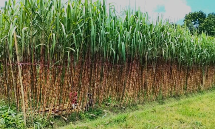 Sugarcane cultivation  revives in Bagerhat, promises economic uplift