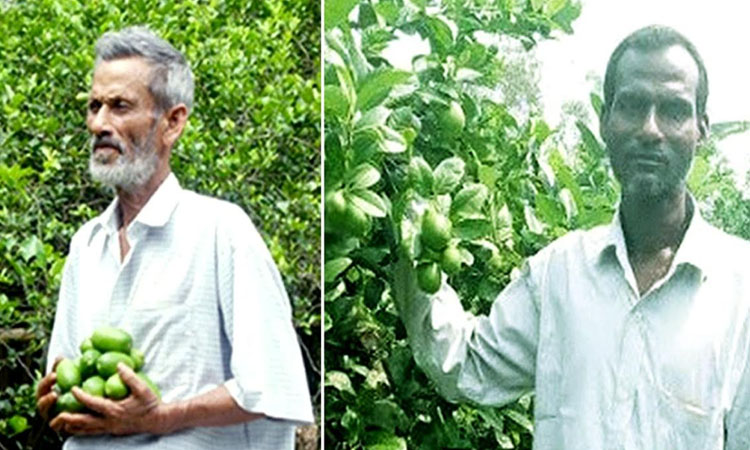 Lemon farming thrives in Rangpur region