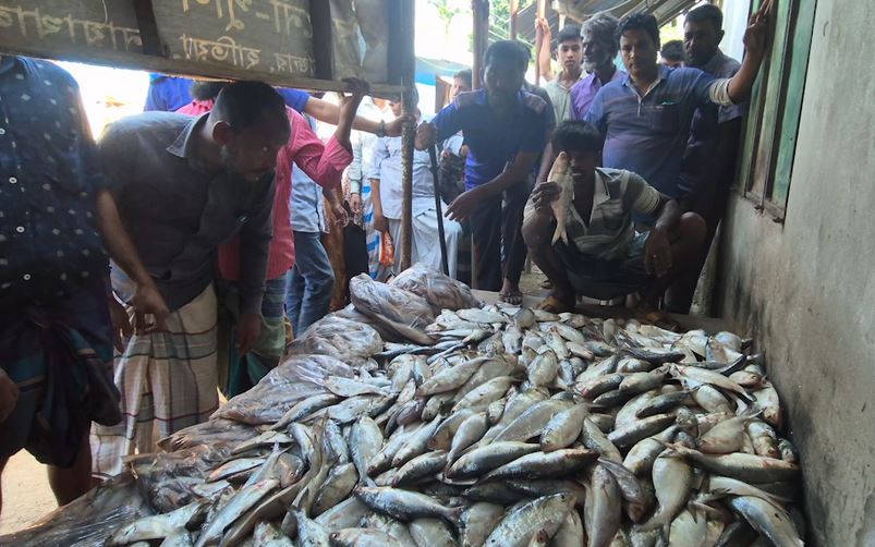 46 fishermen held with 2 tons of Hilsha in Noakhali 