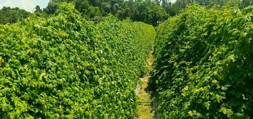 Bitter gourd farming brings hope to farmers in Faridpur