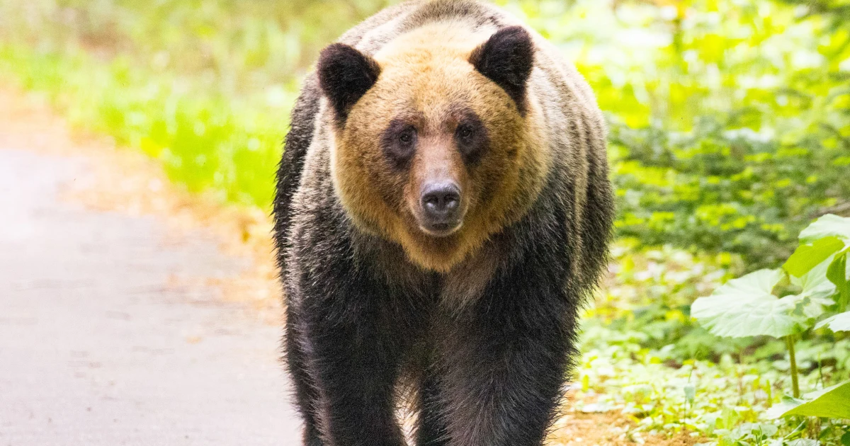 Japan vows tougher measures after record bear attack deaths