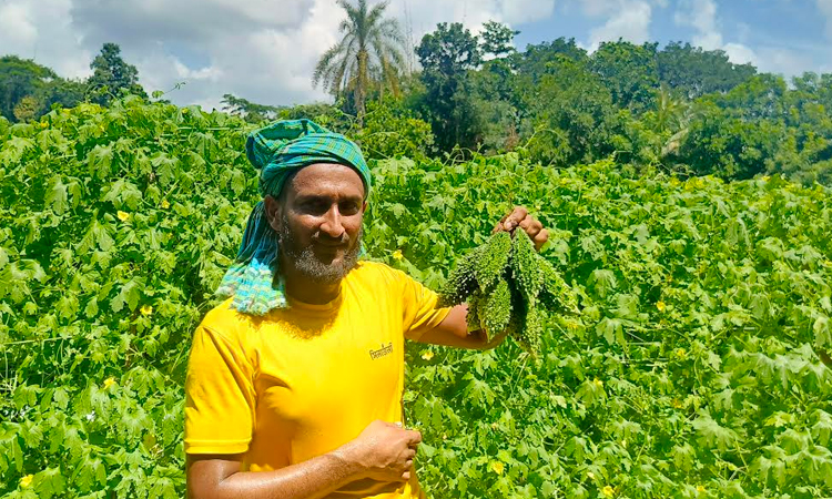 Farmers of Saltha upazila profit from bitter gourd cultivation