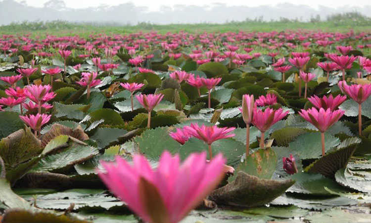 Lal Shaplar Beel in Barishal mesmerizes visitors with enchanting beauty