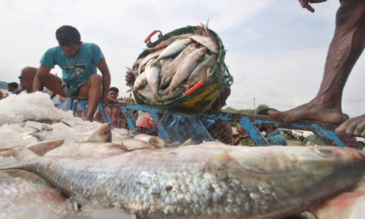 Hilsa ban ends, fishermen starts sailing for fishing