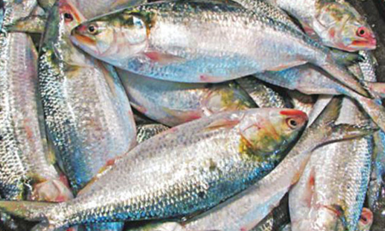 Hilsa fishing resumes in Meghna after 22 days ban