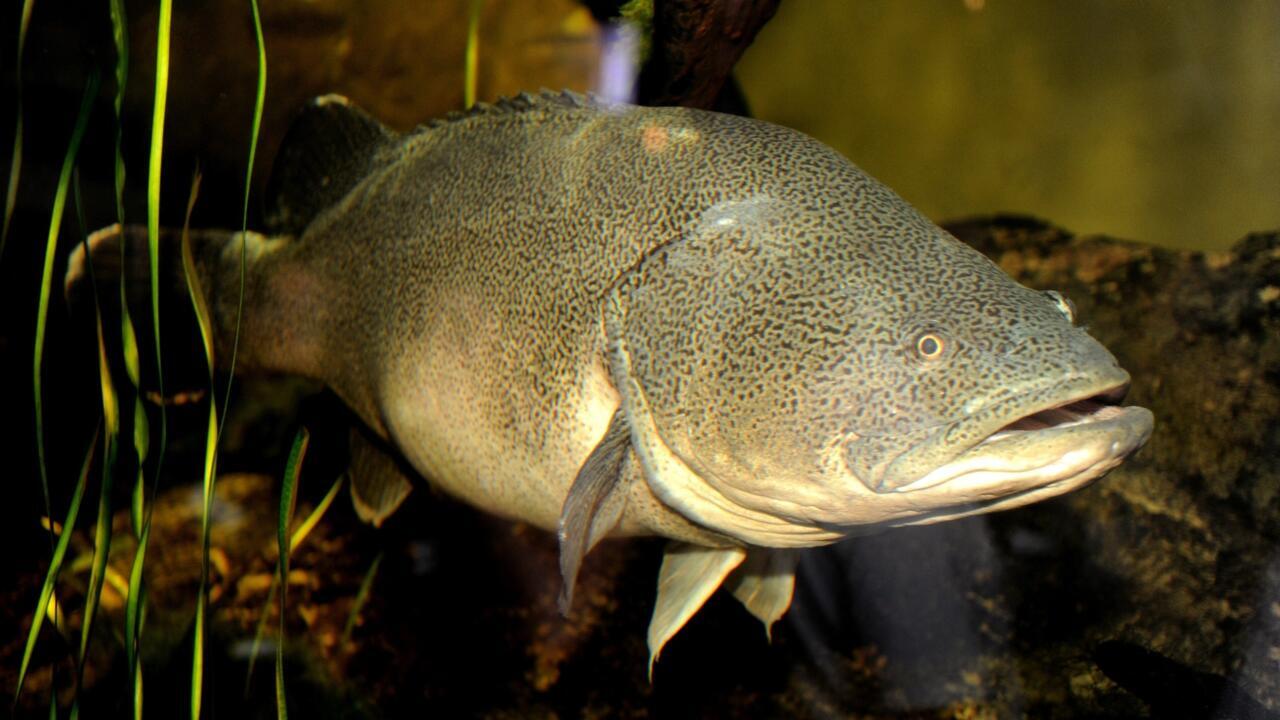 Australian Murray cod wallops swim record