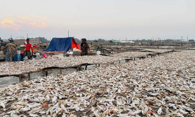 Fishermen happy over netting huge fish during dry fish season
