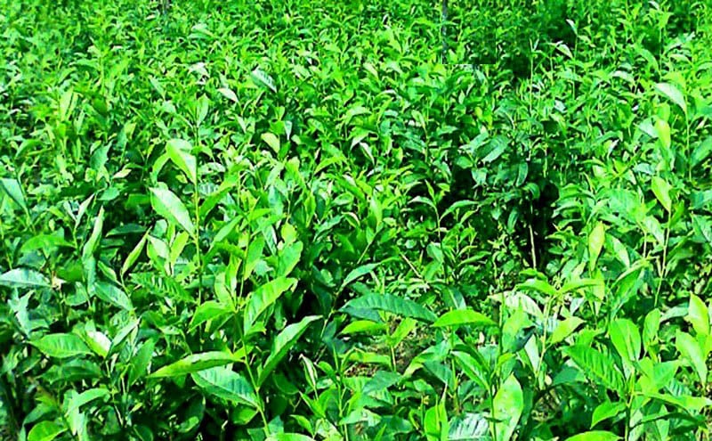 Weekly tea sale met with useful support for all varieties