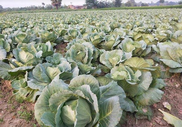 Summer cabbage cultivation turns profitable for Rajshahi farmers