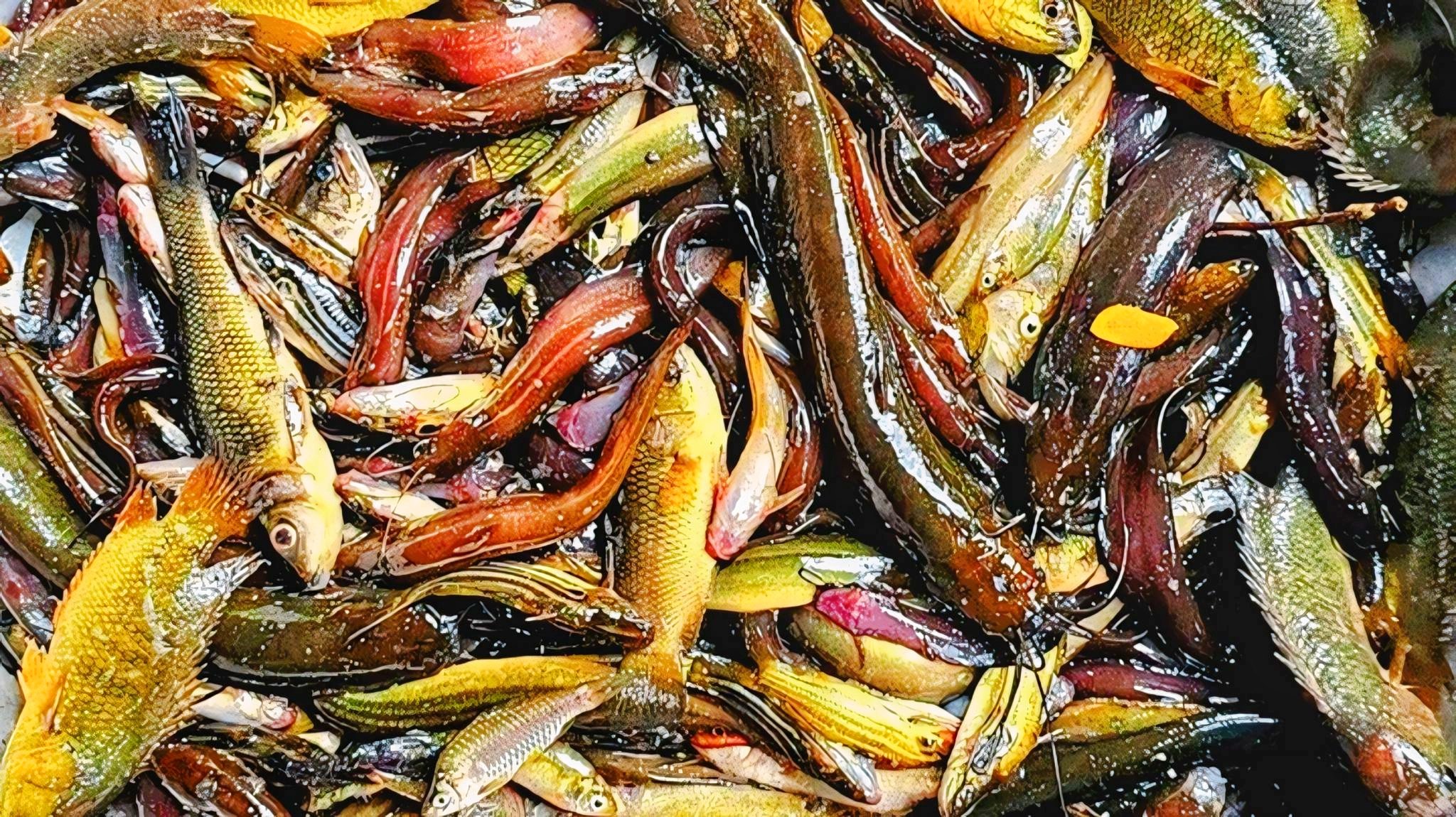 Native fish declining in Lalmonirhat