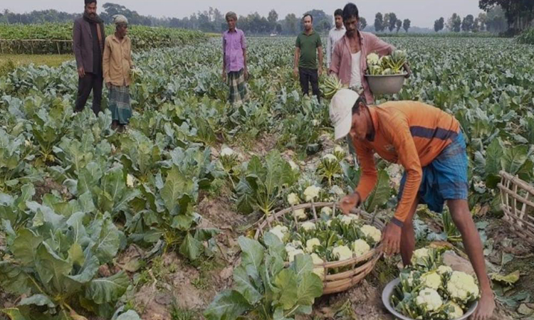 Winter vegetables flood Khulna markets
