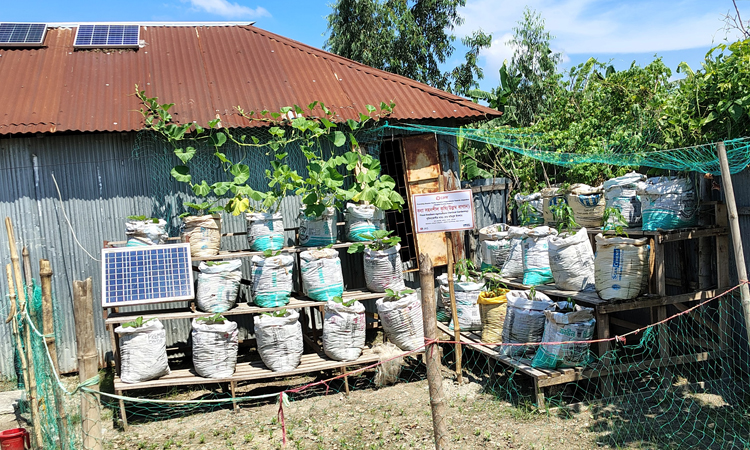 Flood-resilient vegetable farming method getting popular in Gaibandha
