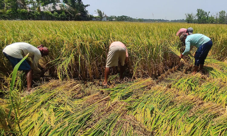 Aman harvest in full swing in Khulna