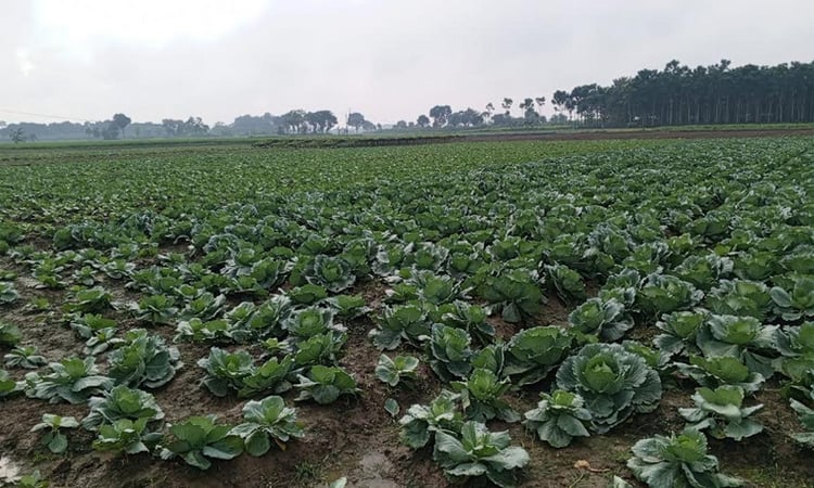 Chuadanga farmers busy cultivating winter vegetables