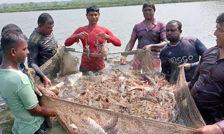 Young farmer in Khulna reaps success through modern shrimp farming