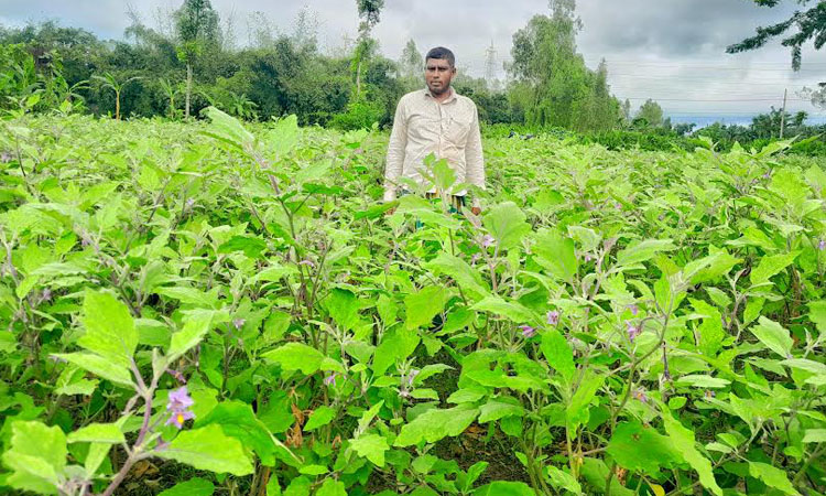 Lalmonirhat farmers busy as winter vegetables cultivation gains momentum